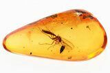 Fossil Rove Beetle (Oligota) & Fugnus Gnat in Baltic Amber #335559-2